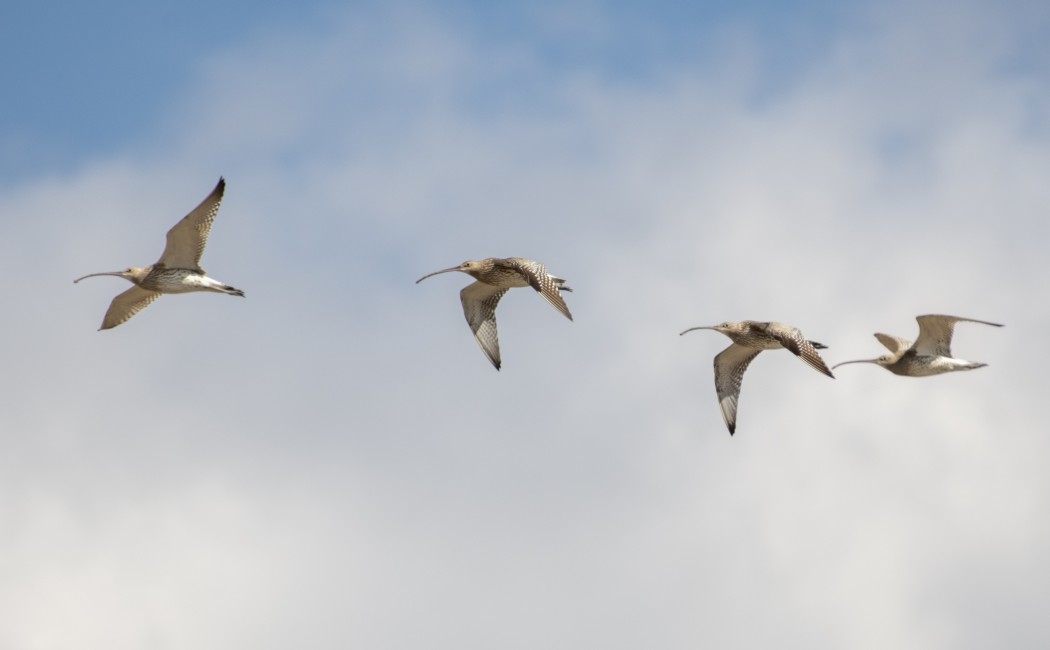 Eurasian Curlew