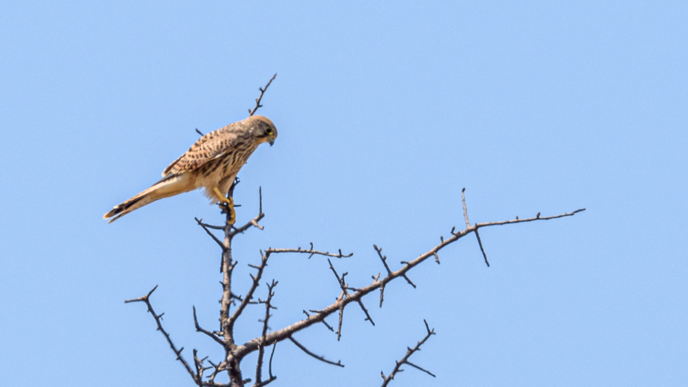 Common Kestrel