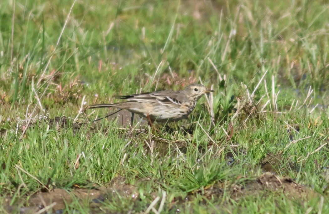 Buff-bellied Pipit