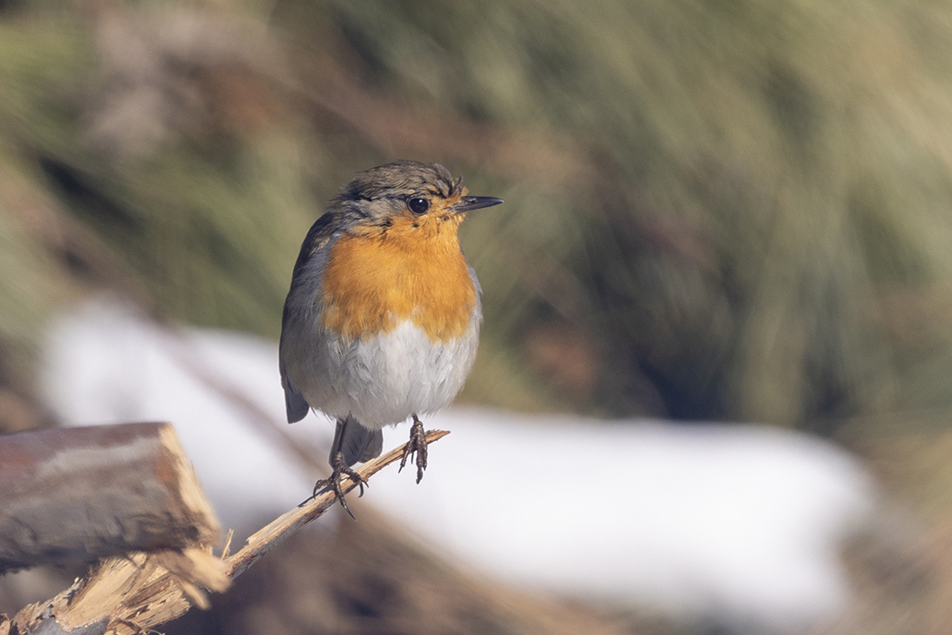 European Robin