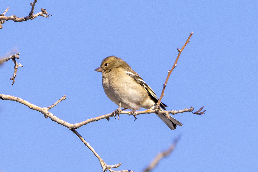 Eurasian Chaffinch