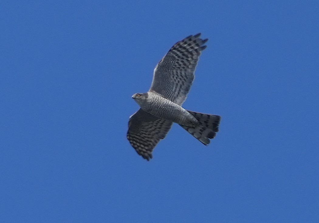 Eurasian Sparrowhawk