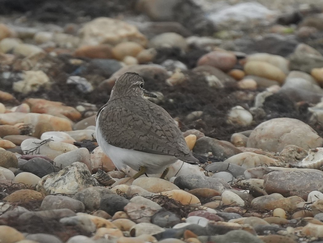 Common Sandpiper