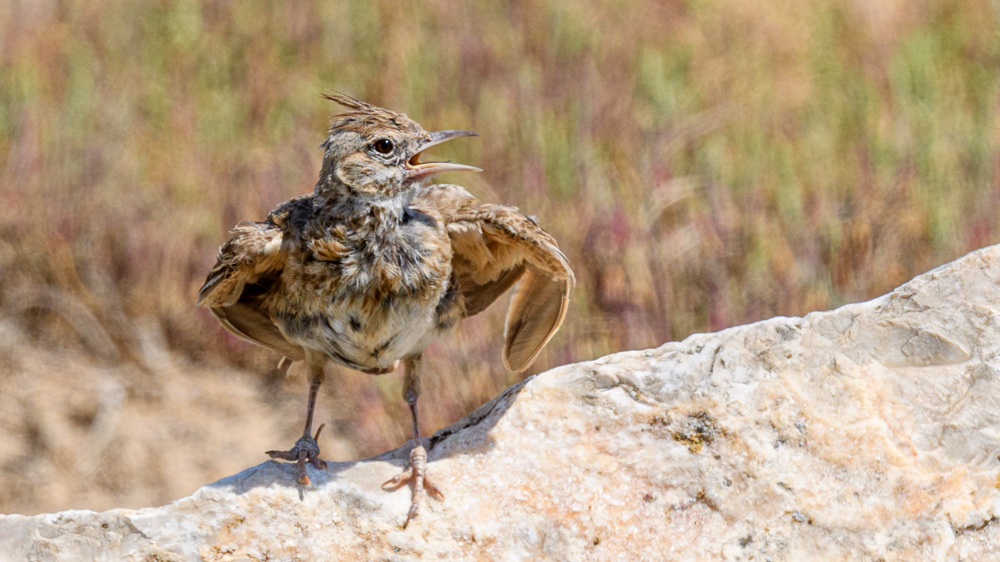 Crested Lark