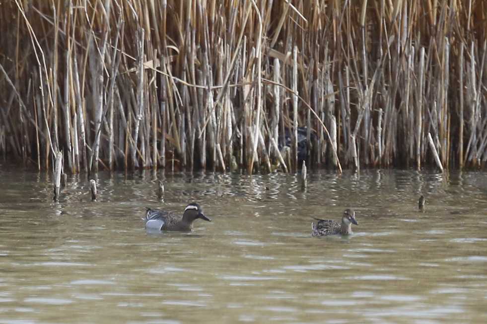 Garganey