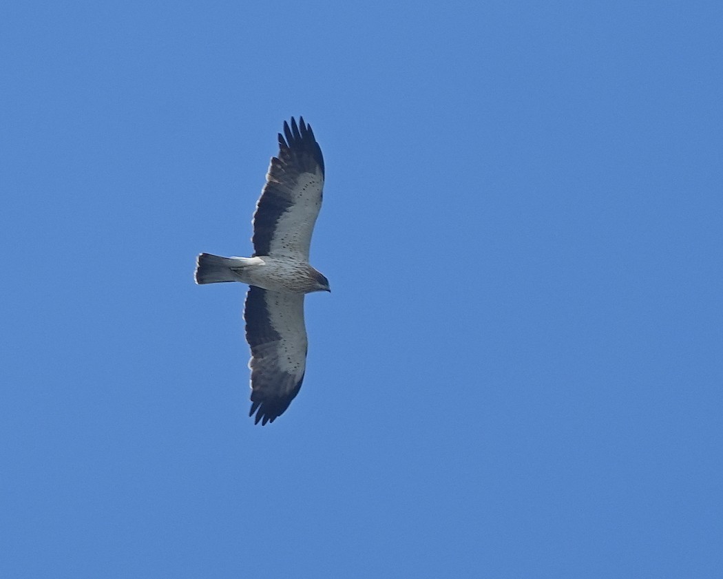 Booted Eagle