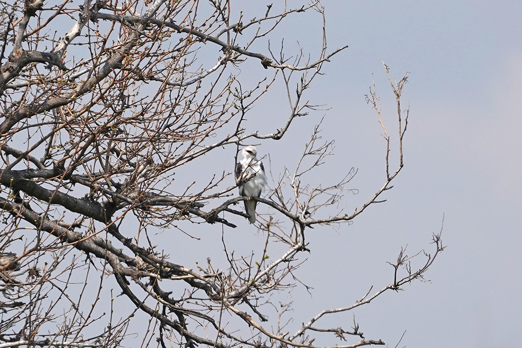 Black-winged Kite
