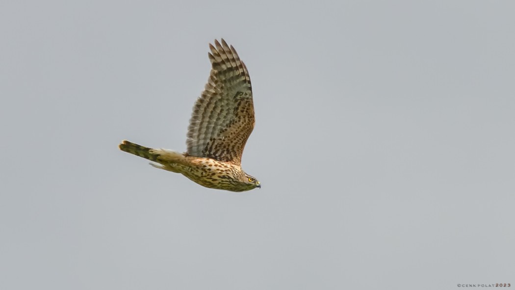Eurasian Goshawk