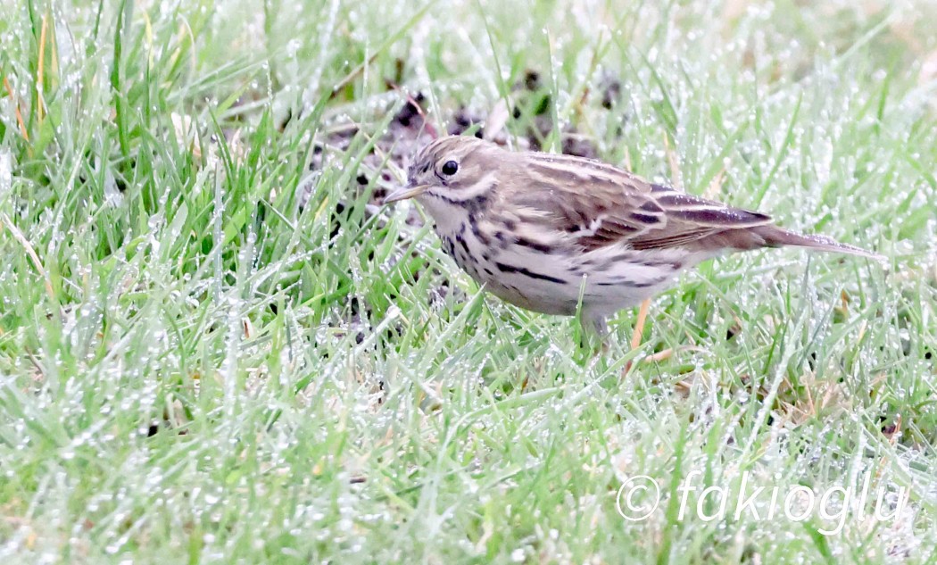 Meadow Pipit