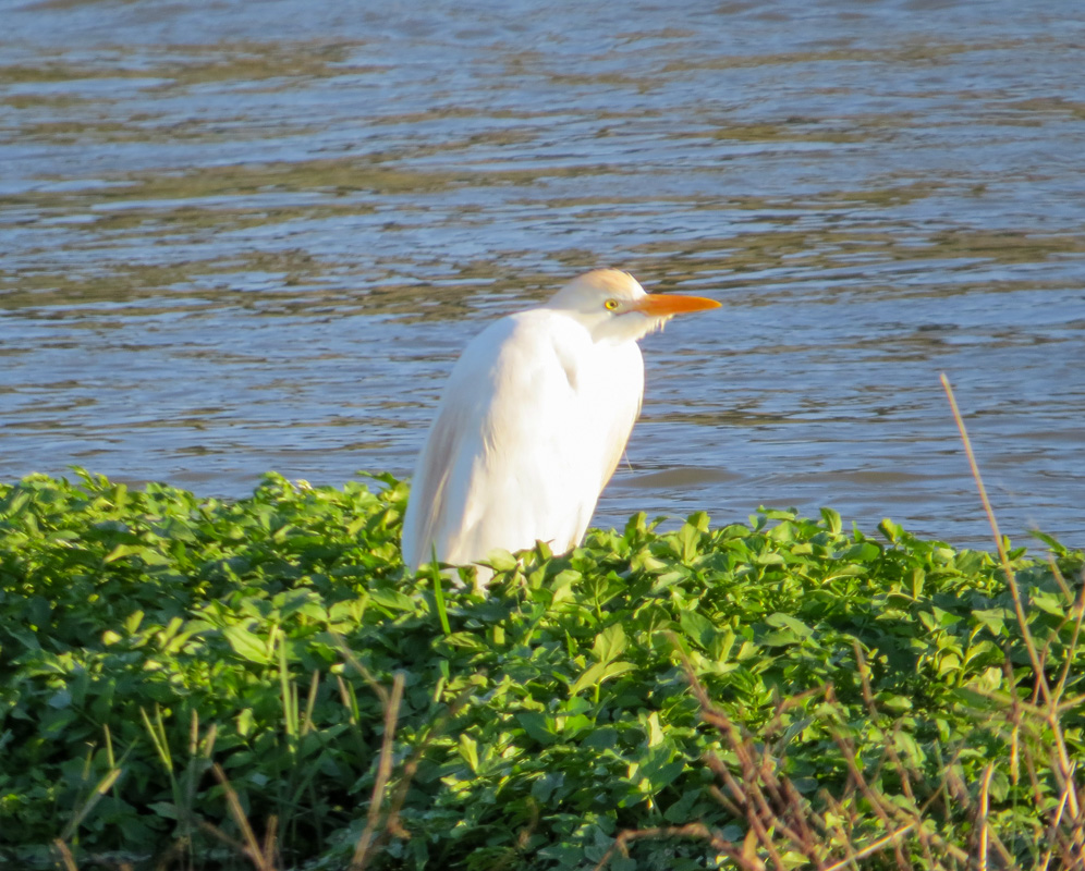 Western Cattle Egret