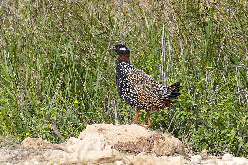 Black Francolin