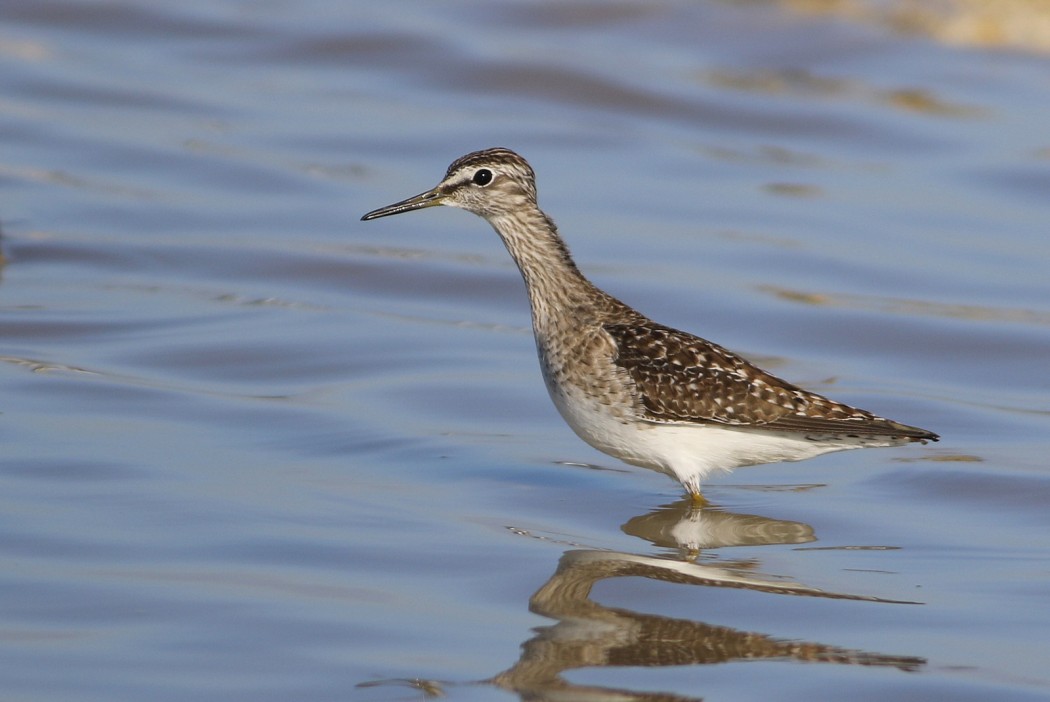 Wood Sandpiper