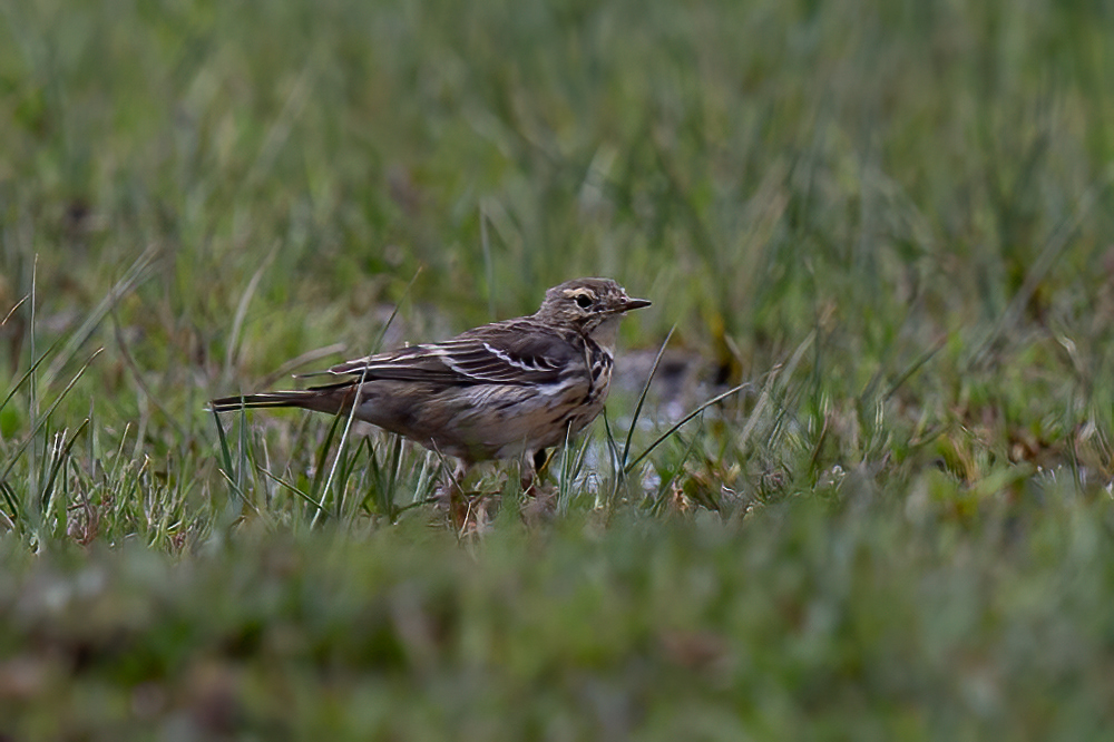 Buff-bellied Pipit