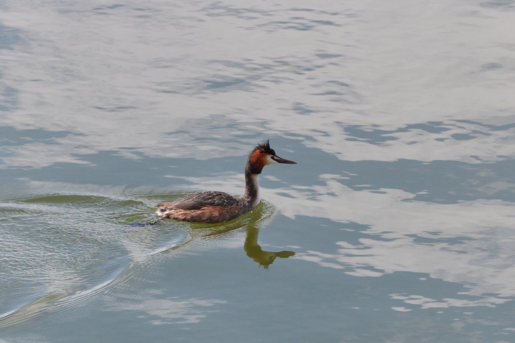 Great Crested Grebe