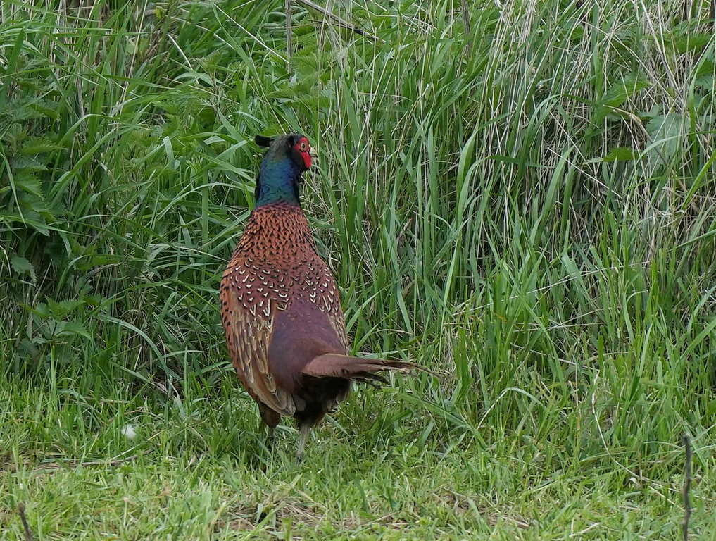 Common Pheasant