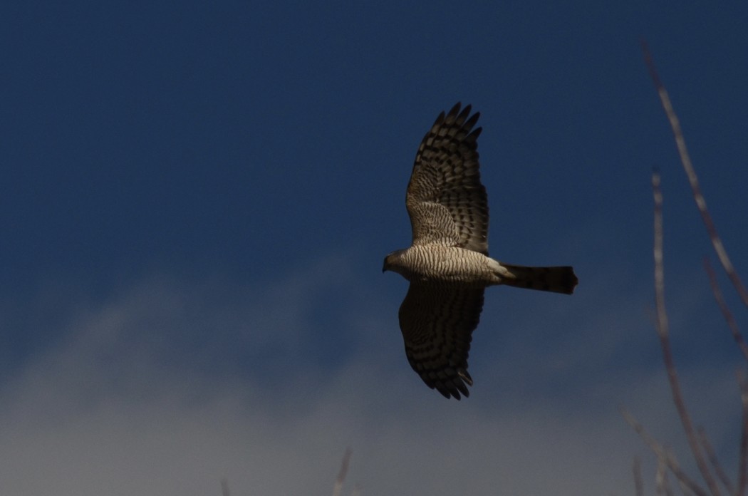 Eurasian Sparrowhawk