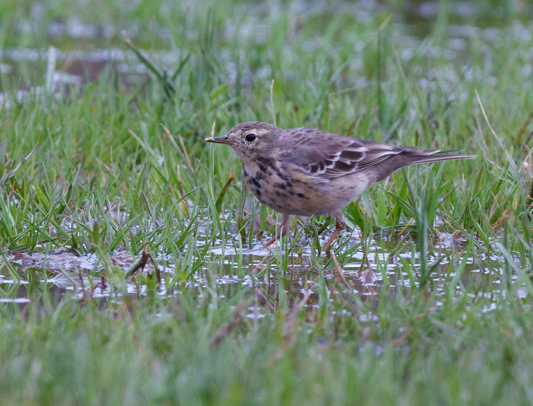 Buff-bellied Pipit