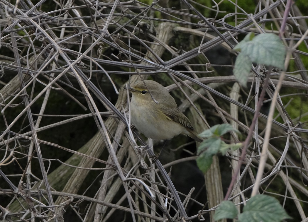 Common Chiffchaff