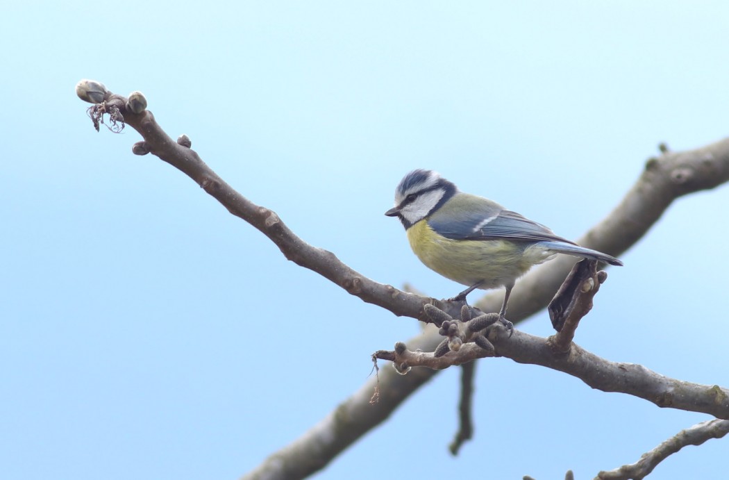 Eurasian Blue Tit