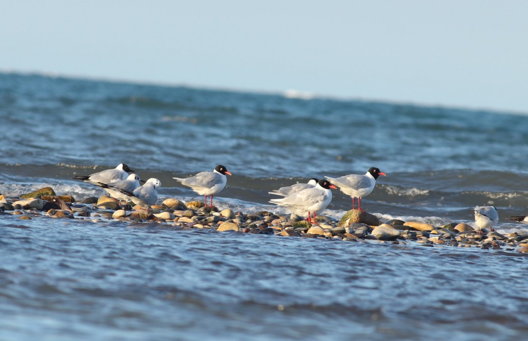 Mediterranean Gull