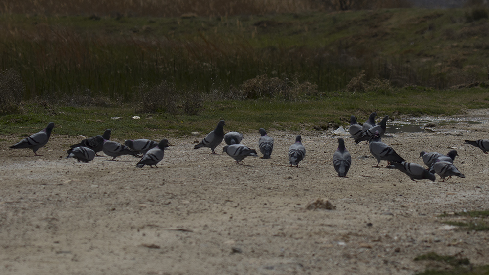 Rock Dove