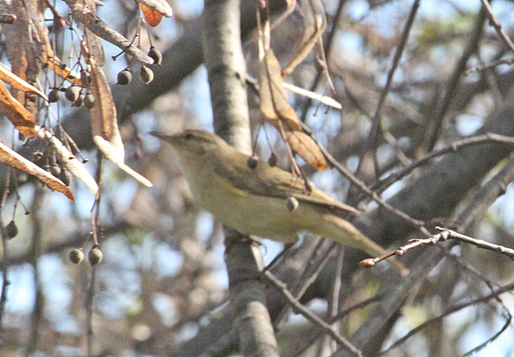 Common Chiffchaff
