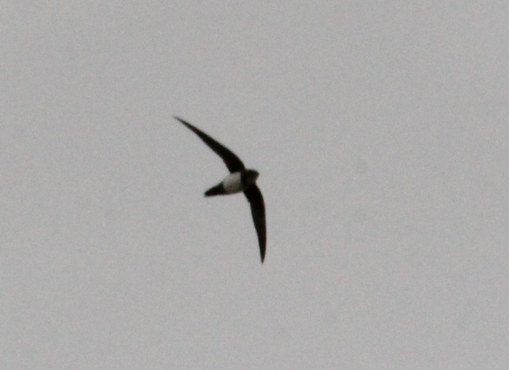 Alpine Swift