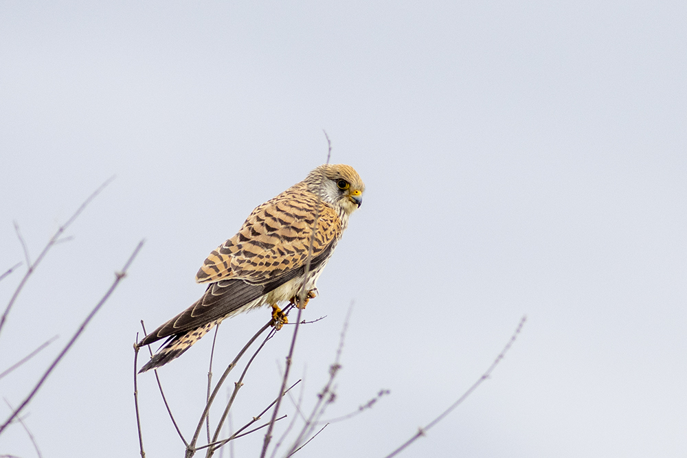 Lesser Kestrel