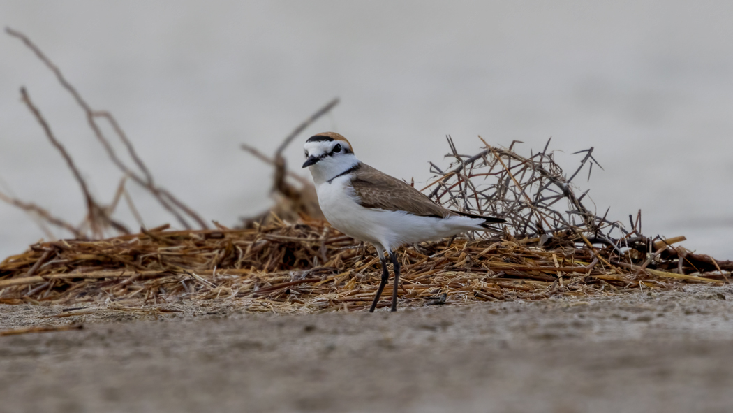 Kentish Plover