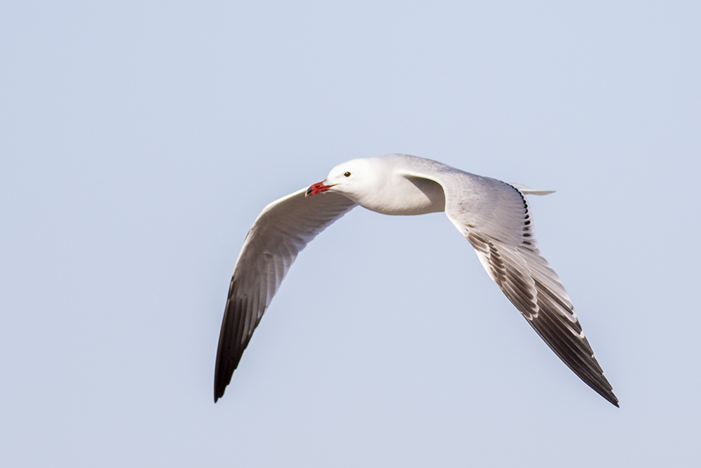 Audouin`s Gull