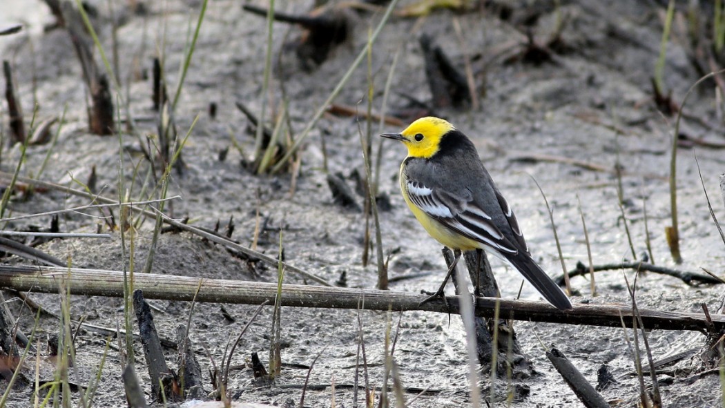 Citrine Wagtail