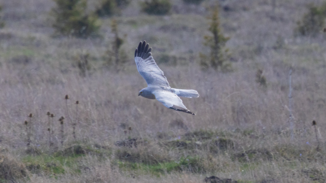 Hen Harrier