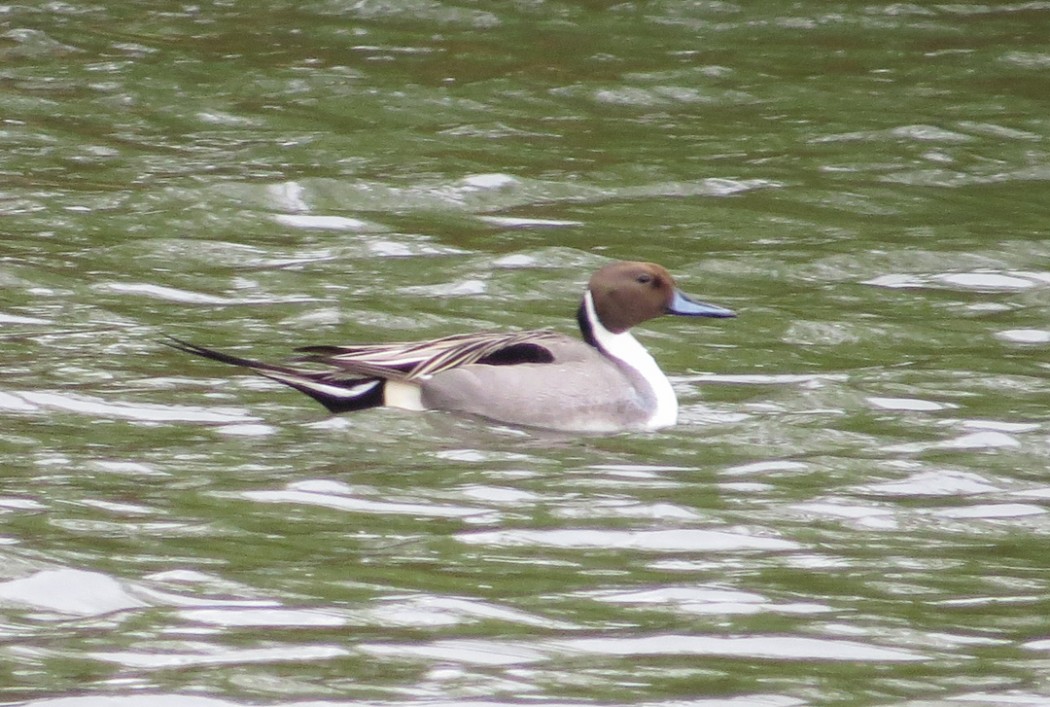 Northern Pintail