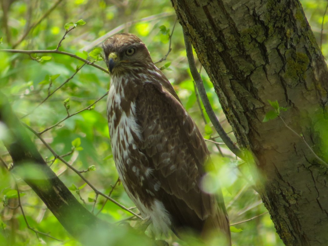 Common Buzzard