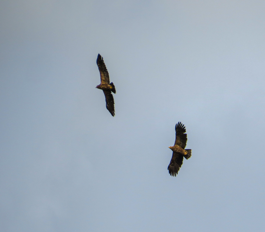 Lesser Spotted Eagle