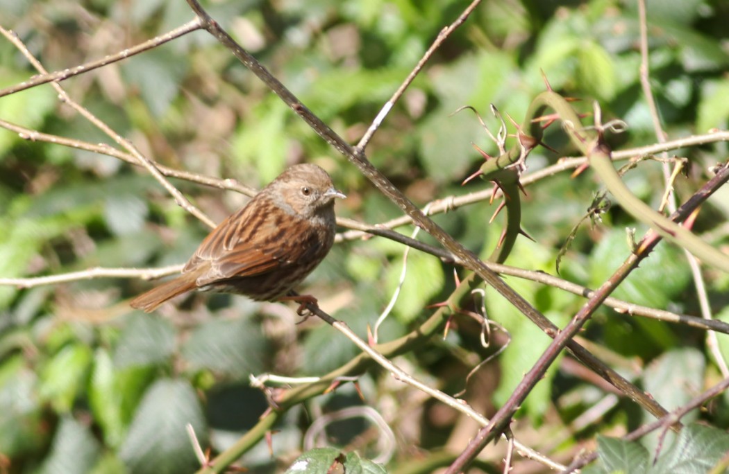 Dunnock