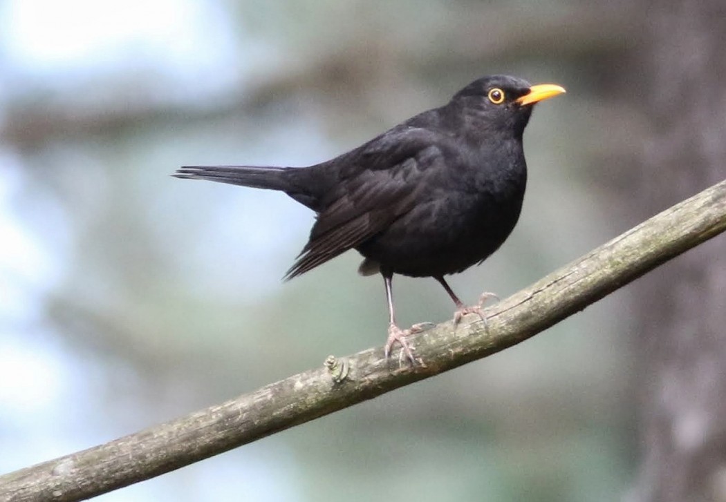 Common Blackbird