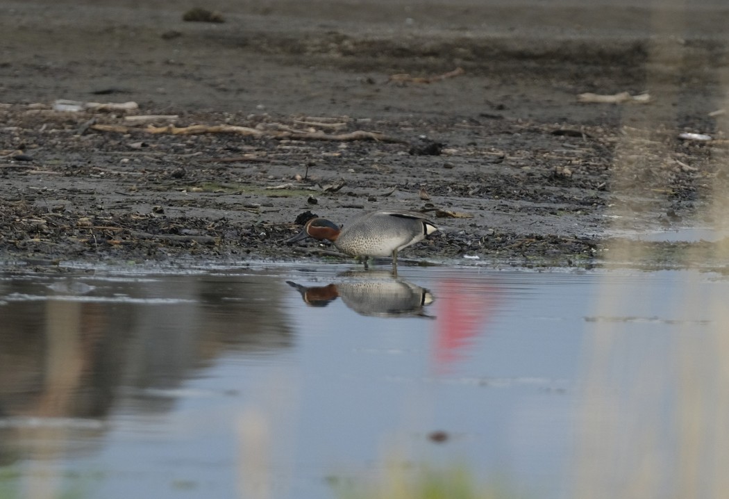 Eurasian Teal