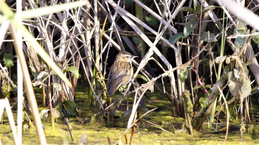 Sedge Warbler