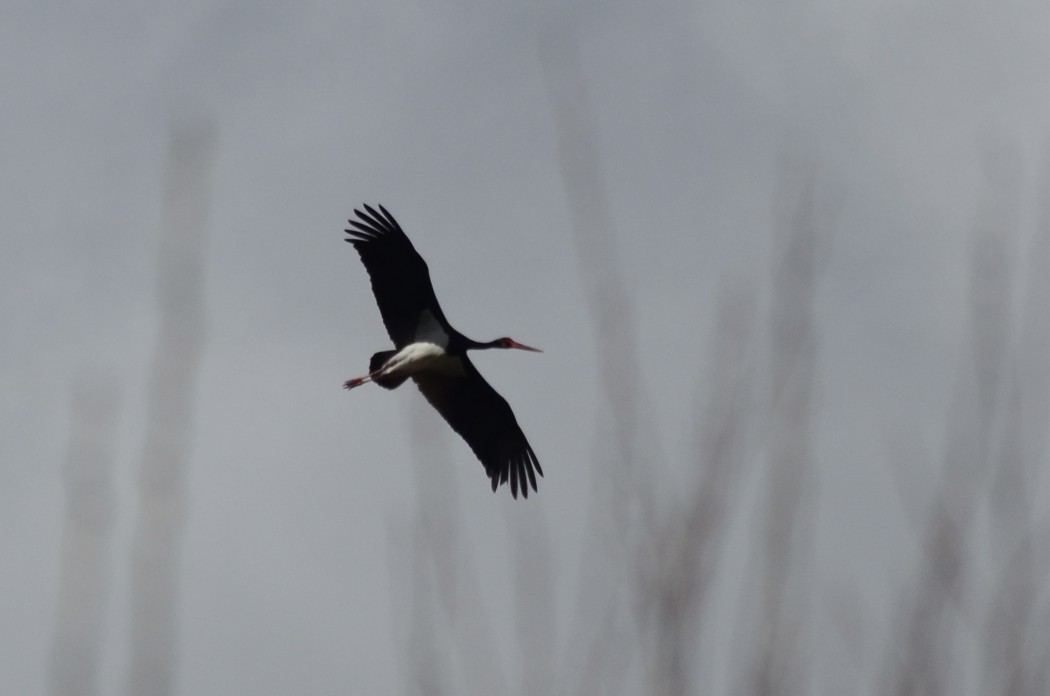 Black Stork