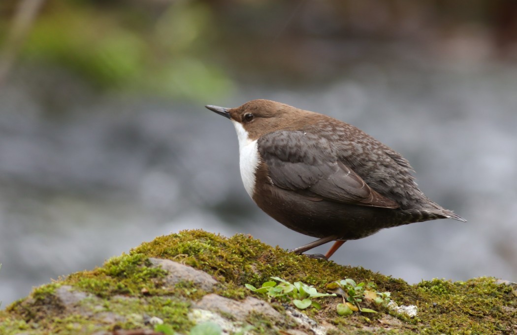 White-throated Dipper