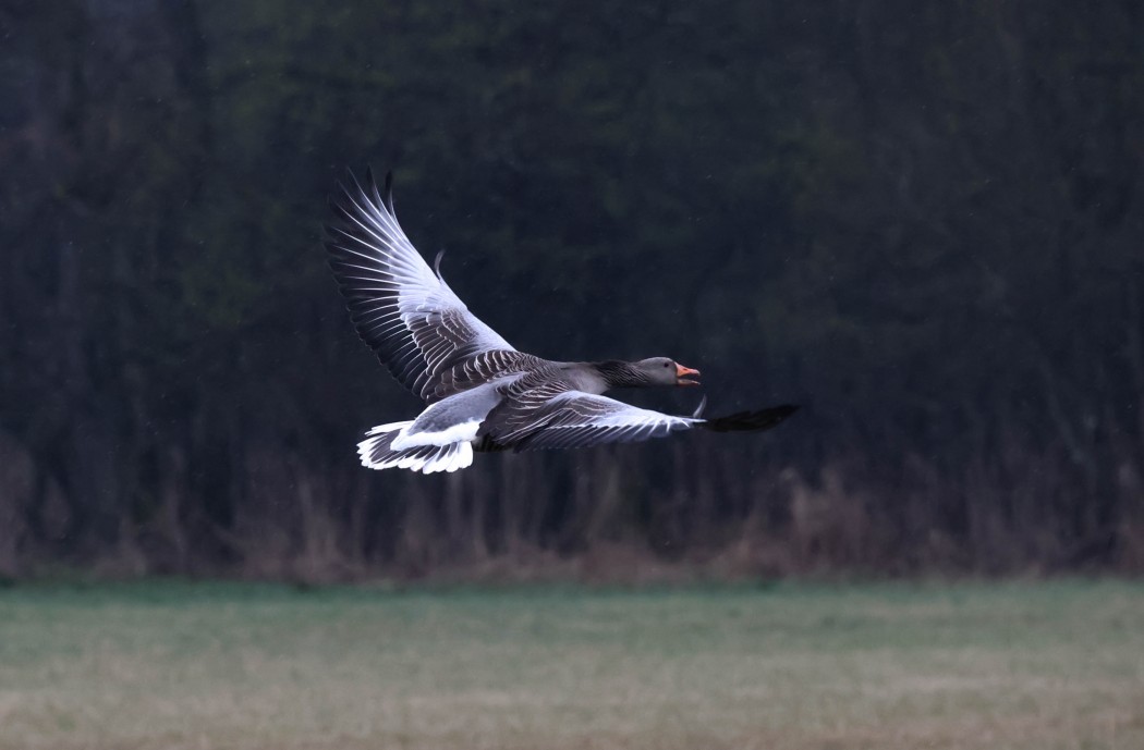 Greater White-fronted Goose