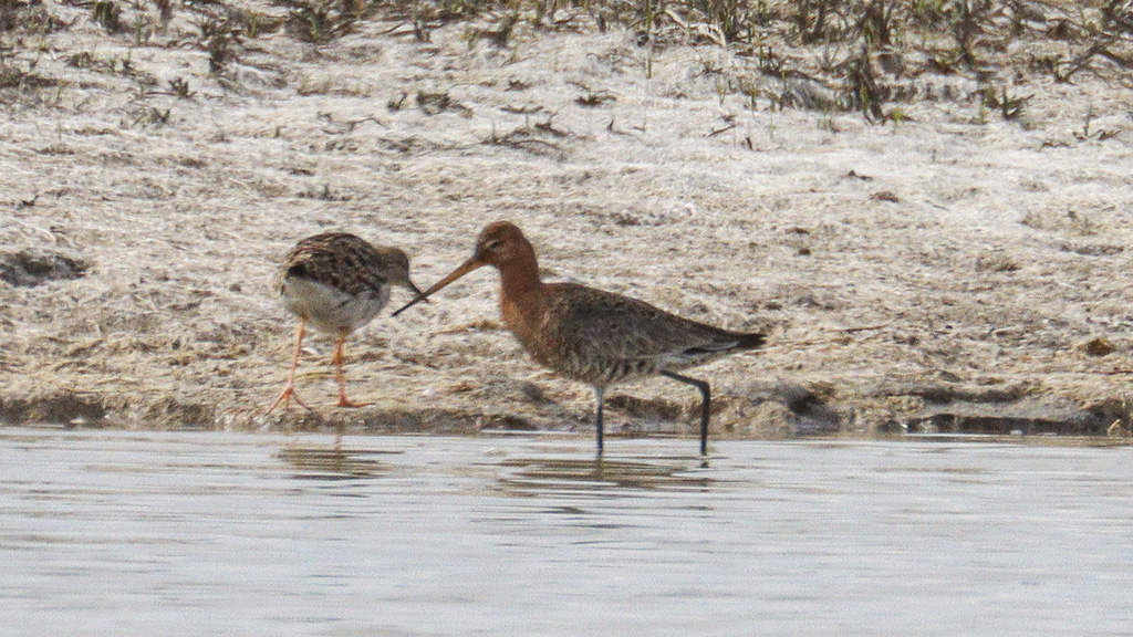 Black-tailed Godwit