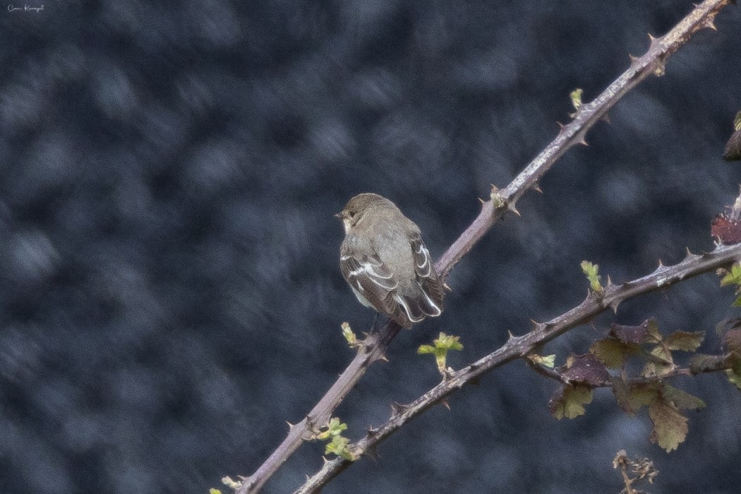 Semicollared Flycatcher