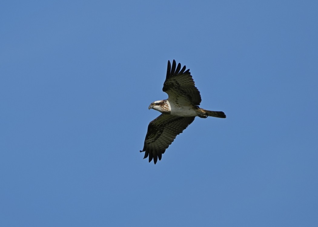 Osprey