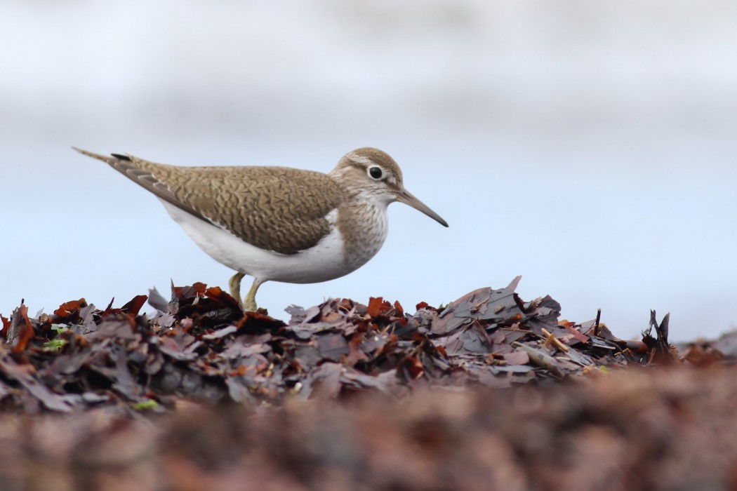 Common Sandpiper