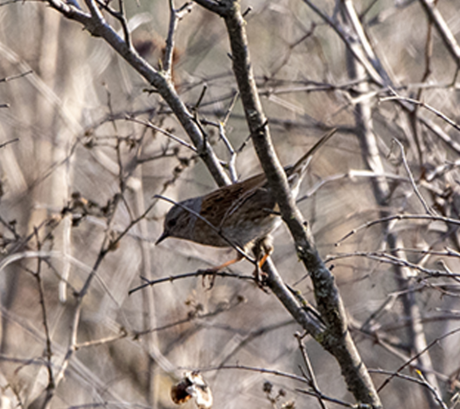 Dunnock