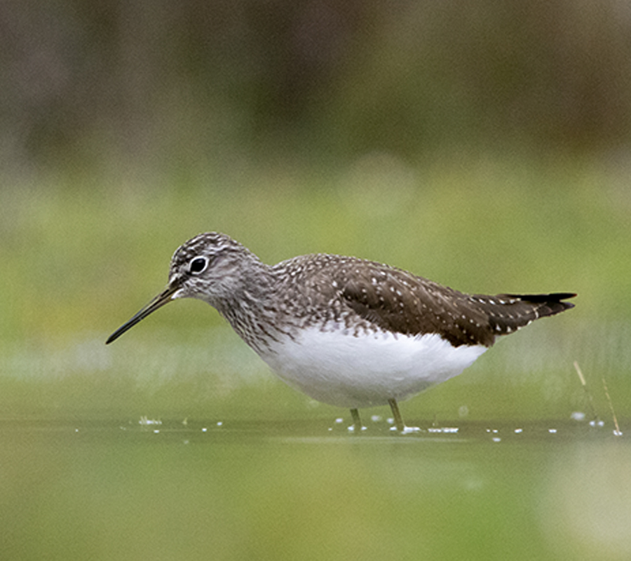 Green Sandpiper