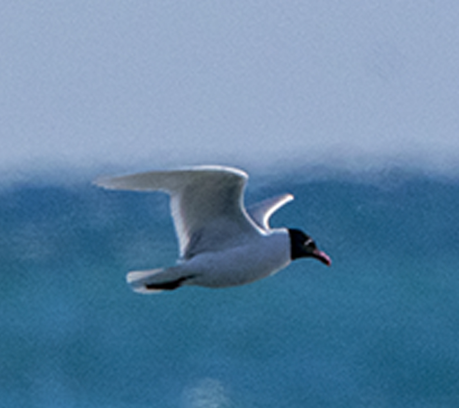 Mediterranean Gull