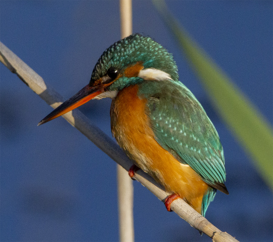 Common Kingfisher